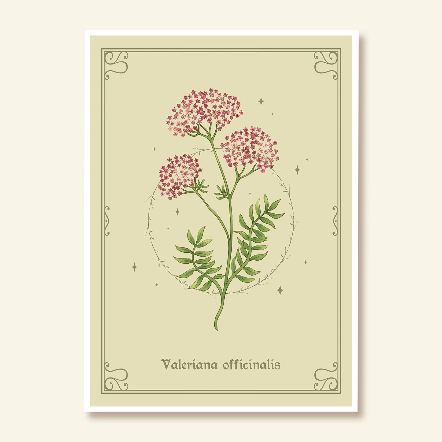 Valerian (Valeriana officinalis)