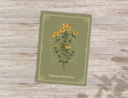 St John's wort Postcard